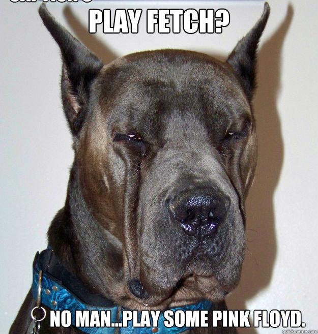 Play Fetch? No man...play some Pink Floyd. Caption 3 goes here - Play Fetch? No man...play some Pink Floyd. Caption 3 goes here  Titan