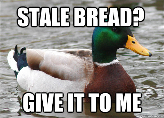 stale bread? Give it to me - stale bread? Give it to me  Actual Advice Mallard