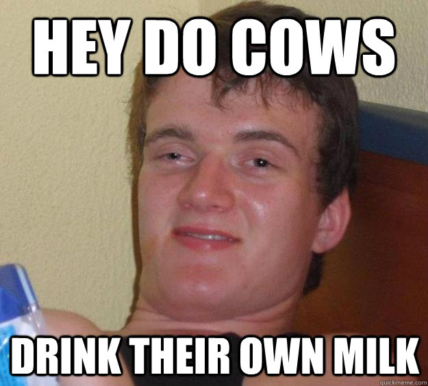 hey do cows drink their own milk  10 Guy