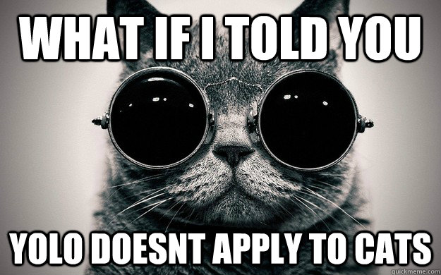 What if i told you YOLO doesnt apply to cats - What if i told you YOLO doesnt apply to cats  Morpheus Cat Facts