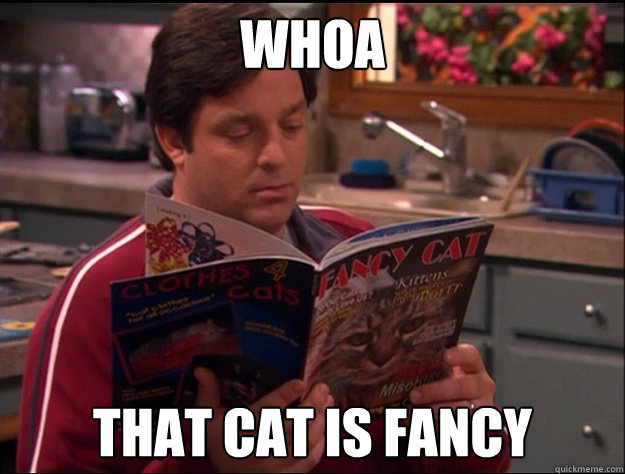 whoa that cat is fancy - whoa that cat is fancy  Fancy Cat