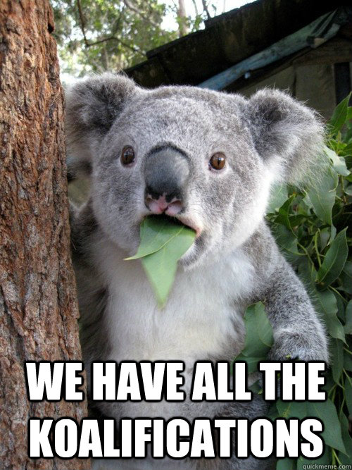  we have all the Koalifications -  we have all the Koalifications  koala bear