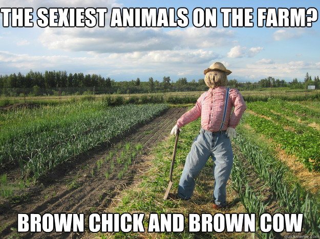 The sexiest animals on the farm? Brown Chick and Brown Cow  Scarecrow