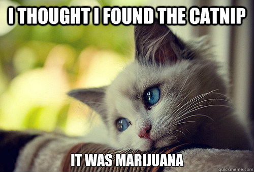 I thought I found the catnip It was marijuana   First World Problems Cat