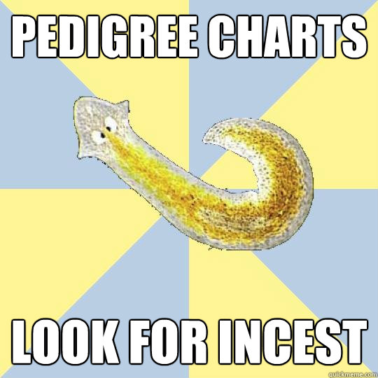 Pedigree charts Look for incest  Bio Major Planarian