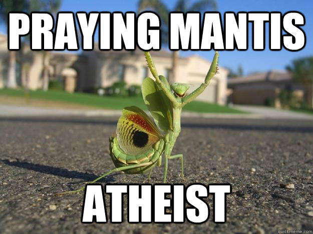 praying mantis atheist - praying mantis atheist  Bad Luck Mantis