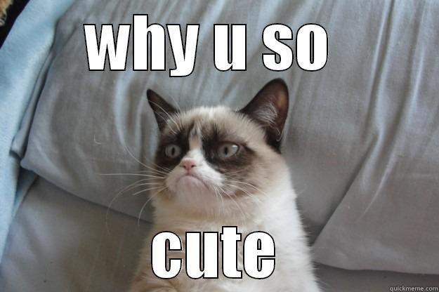 :P :) - WHY U SO  CUTE Grumpy Cat
