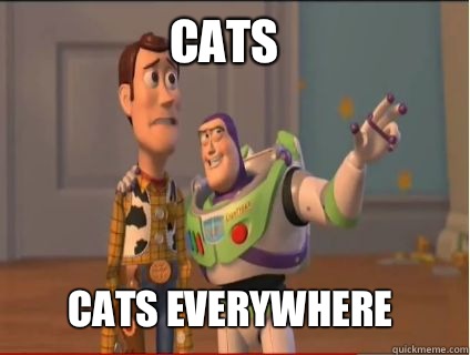 Cats Cats everywhere  woody and buzz