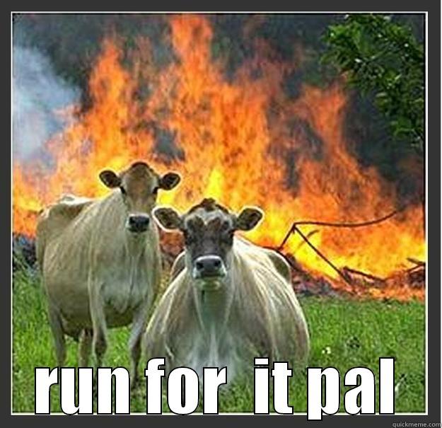 the cooz have it -  RUN FOR  IT PAL Evil cows