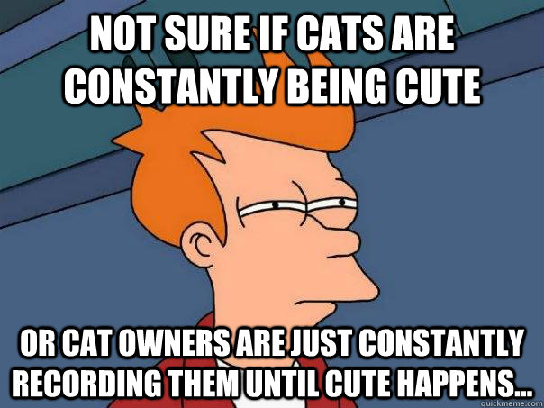 Not sure if cats are constantly being cute Or cat owners are just constantly recording them until cute happens...  Futurama Fry