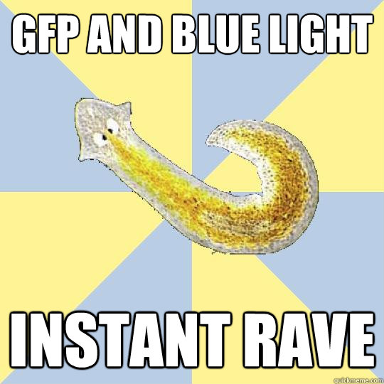 gfp and blue light instant rave - gfp and blue light instant rave  Bio Major Planarian