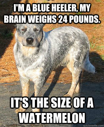 I'm a blue heeler, my brain weighs 24 pounds. It's the size of a watermelon - I'm a blue heeler, my brain weighs 24 pounds. It's the size of a watermelon  Blue Heeler Says