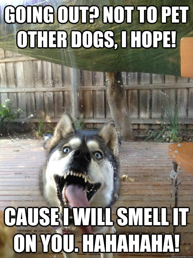 Going out? Not to pet other dogs, I hope! Cause I will smell it on you. Hahahaha! - Going out? Not to pet other dogs, I hope! Cause I will smell it on you. Hahahaha!  Overly attached dog.