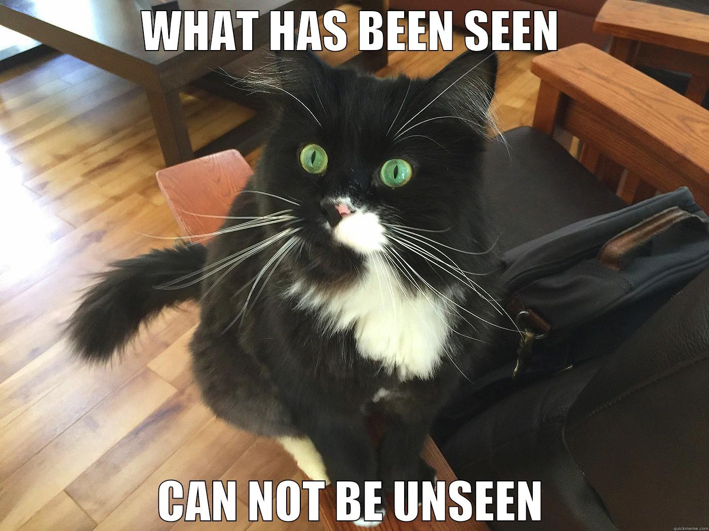 ANDRE UNSEEN CAT - Quickmeme