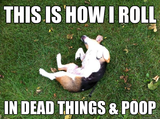 This is how I roll In dead things & poop  Dumb Dog