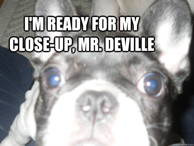 I'm ready for my close-up, Mr. Deville - I'm ready for my close-up, Mr. Deville  Misc