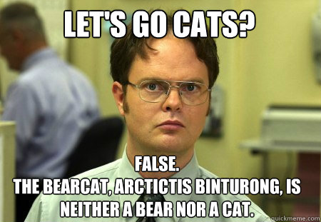 Let's go Cats? False.
The bearcat, Arctictis binturong, is neither a bear nor a cat. - Let's go Cats? False.
The bearcat, Arctictis binturong, is neither a bear nor a cat.  Schrute