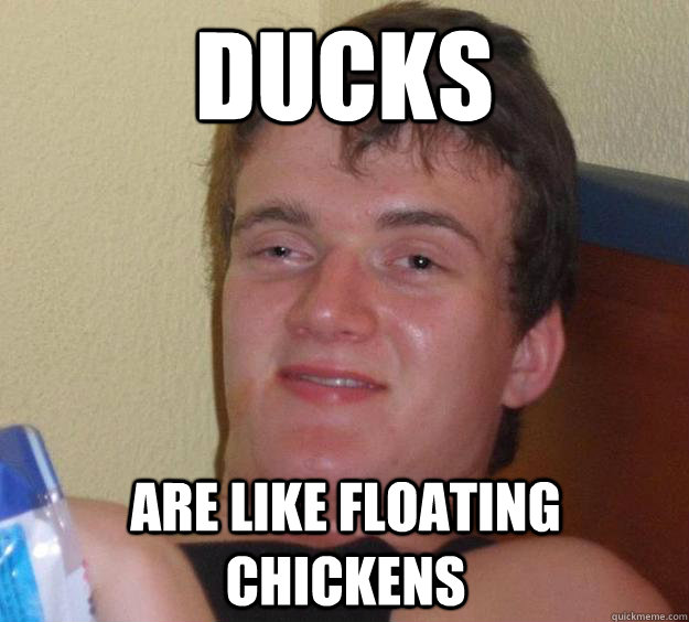 ducks are like floating chickens  10 Guy