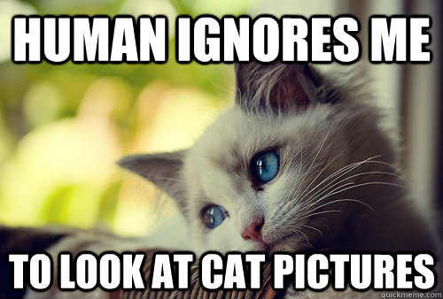 Human ignores me to look at cat pictures  - Human ignores me to look at cat pictures   First World Cat Problems