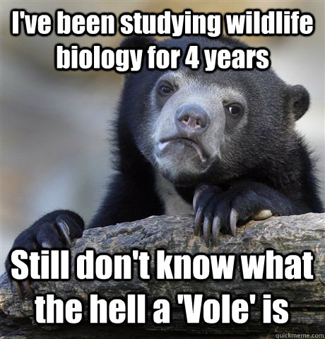 I've been studying wildlife biology for 4 years Still don't know what the hell a 'Vole' is - I've been studying wildlife biology for 4 years Still don't know what the hell a 'Vole' is  Confession Bear