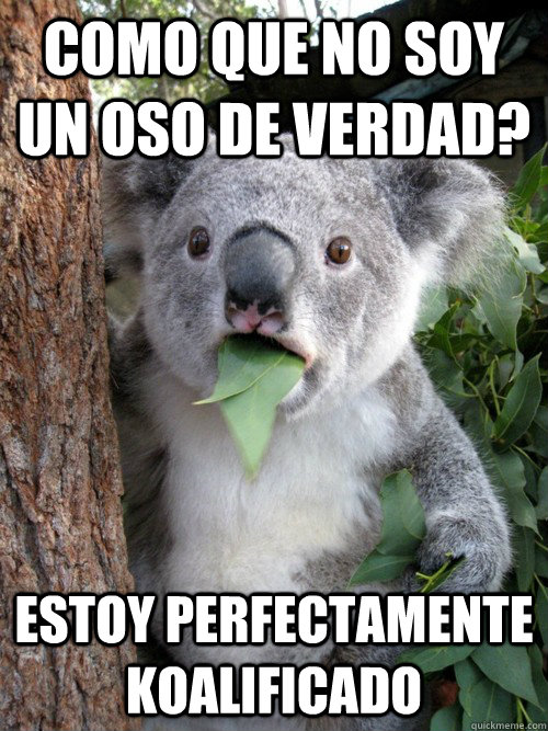 COMO QUE NO SOY UN OSO DE VERDAD? ESTOY PERFECTAMENTE KOALIFICADO  koala bear