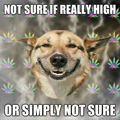 Not sure if really high Or simply not sure  Stoner Dog