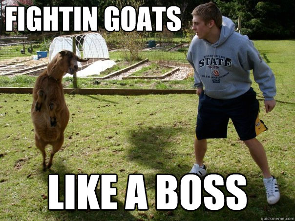 fightin goats like a boss - fightin goats like a boss  Misc