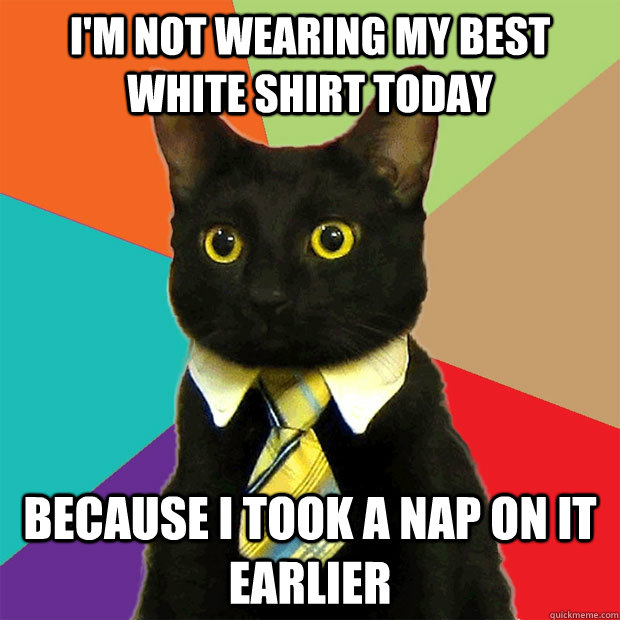 I'm not wearing my best white shirt today Because I took a nap on it earlier  Business Cat