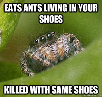 Eats ants living in your shoes killed with same shoes  Misunderstood Spider