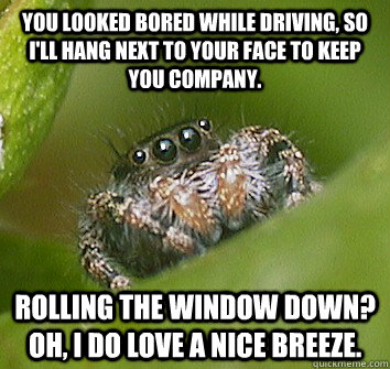 You looked bored while driving, so I'll hang next to your face to keep you company. Rolling the window down? Oh, I do love a nice breeze.  Misunderstood Spider