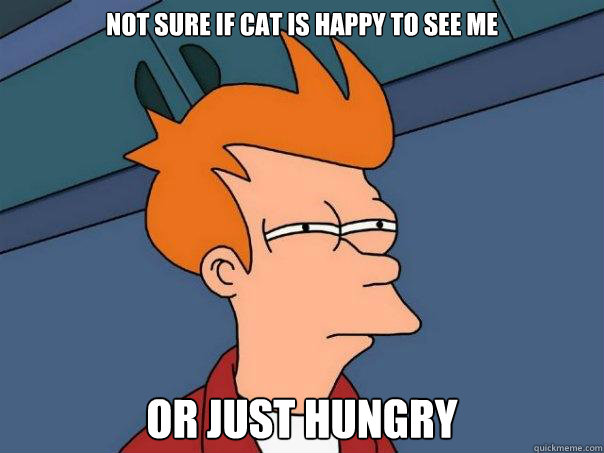 Not sure if cat is happy to see me Or just hungry  Futurama Fry