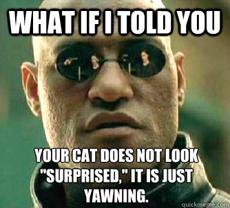 What if I told you your cat does not look 