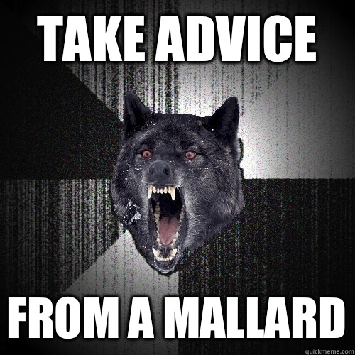 Take advice from a mallard  Insanity Wolf