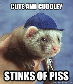 Cute and cuddley Stinks of piss  Scumbag ferret