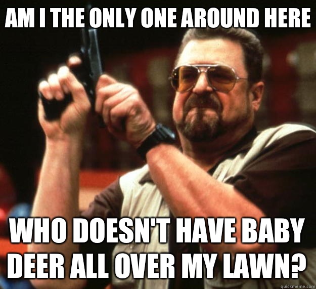 Am I the only one around here Who doesn't have baby deer all over my lawn?  Big Lebowski