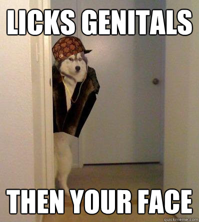 LICKS GENITALS THEN YOUR FACE  Scumbag dog