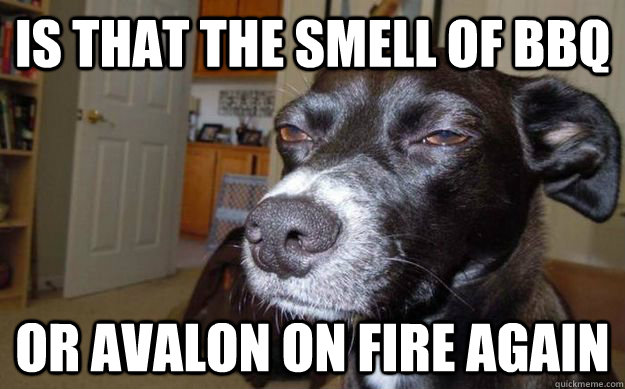 Is that the smell of bbq or avalon on fire again  Skeptical Mutt