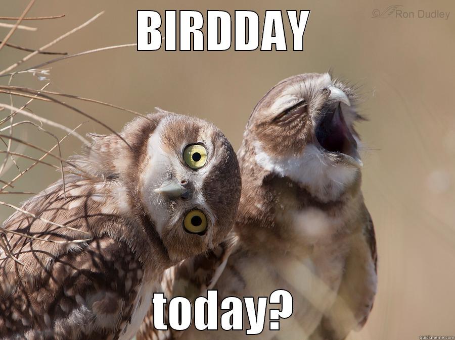 BIRDDAY TODAY? Misc