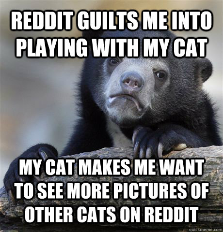 reddit guilts me into playing with my cat my cat makes me want to see more pictures of other cats on reddit - reddit guilts me into playing with my cat my cat makes me want to see more pictures of other cats on reddit  Confession Bear