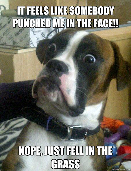 IT FEELS LIKE SOMEBODY PUNCHED ME IN THE FACE!! NOPE, JUST FELL IN THE GRASS  Baffled boxer