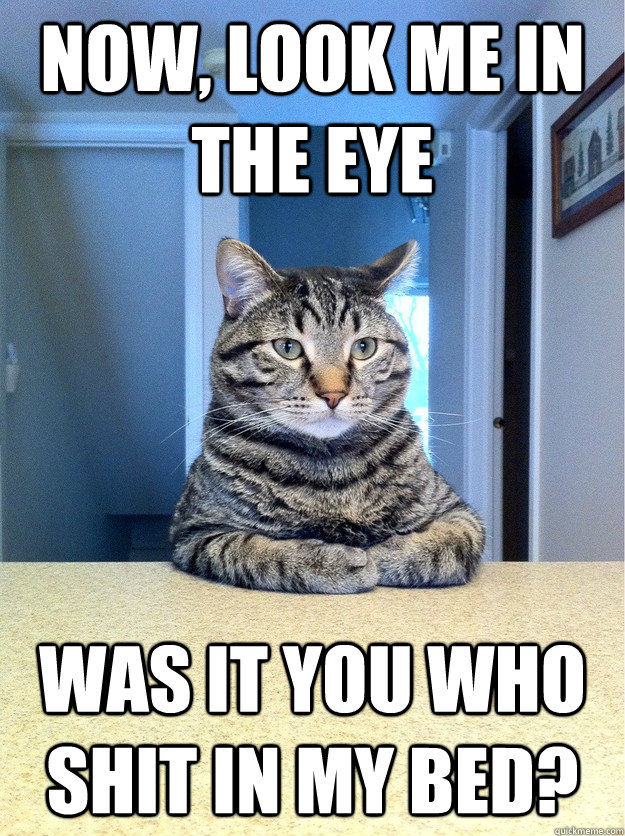 Now, Look me in the eye Was it YOU who shit in my bed?  Chris Hansen Cat