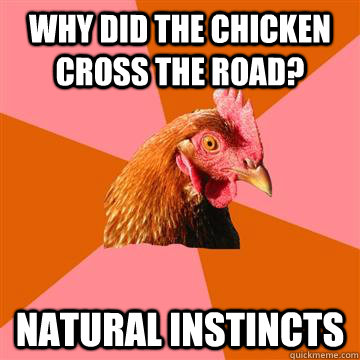 Why did the chicken cross the road? Natural instincts  Anti-Joke Chicken