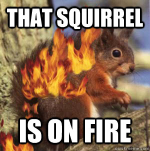 That Squirrel  is on Fire - That Squirrel  is on Fire  Alicia Keyes Squirrel