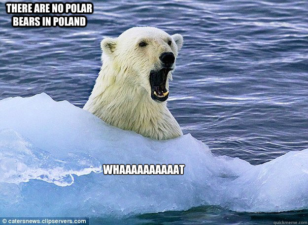 Whaaaaaaaaaat There are no polar bears in Poland - Whaaaaaaaaaat There are no polar bears in Poland  excite bear