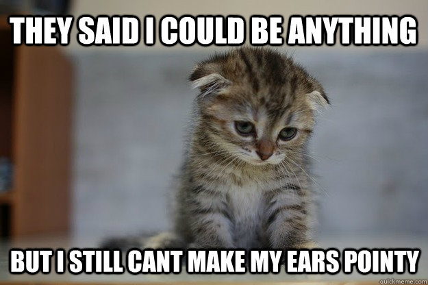 They said I could be anything but I still cant make my ears pointy  Sad Kitten