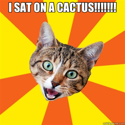 I SAT ON A CACTUS!!!!!!!  - I SAT ON A CACTUS!!!!!!!   Bad Advice Cat