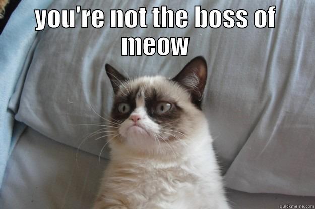 YOU'RE NOT THE BOSS OF MEOW  Grumpy Cat