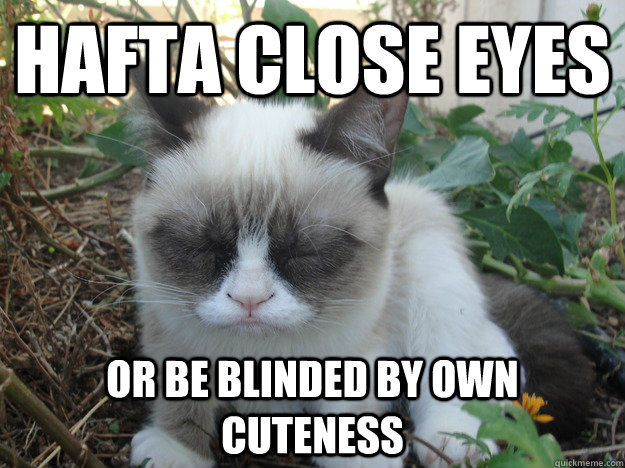 Hafta close eyes or be blinded by own cuteness - Hafta close eyes or be blinded by own cuteness  Grumpy Cat