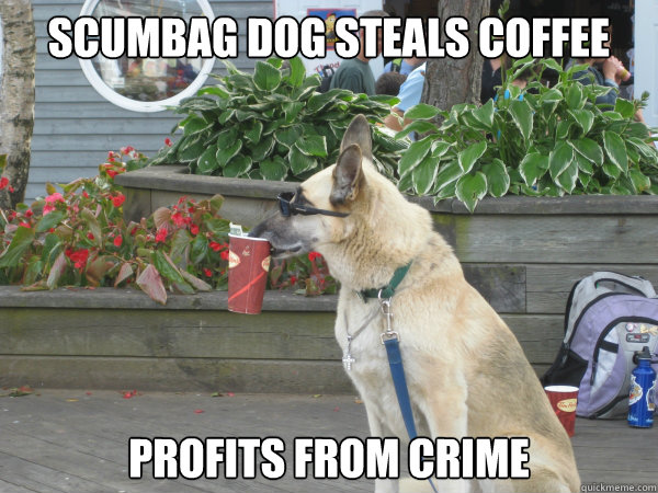 Scumbag Dog Steals Coffee profits from crime  Scumbag dog