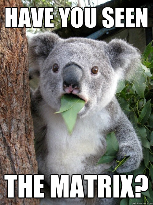 have you seen the matrix? - have you seen the matrix?  koala bear